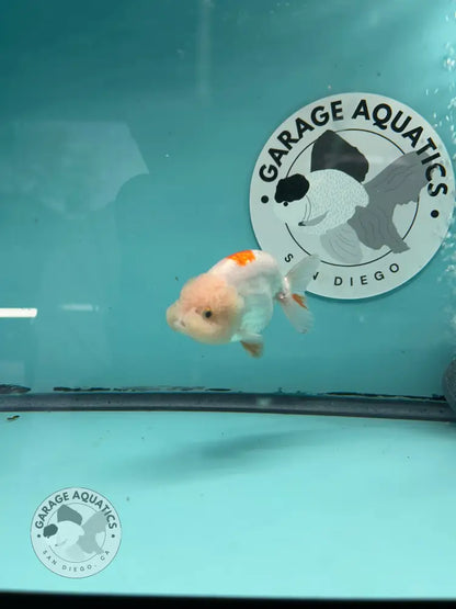 Live Premium Fancy Goldfish Thai Lionchu Red & White 3’’ Male Body (DON-016) - GOLDFISH