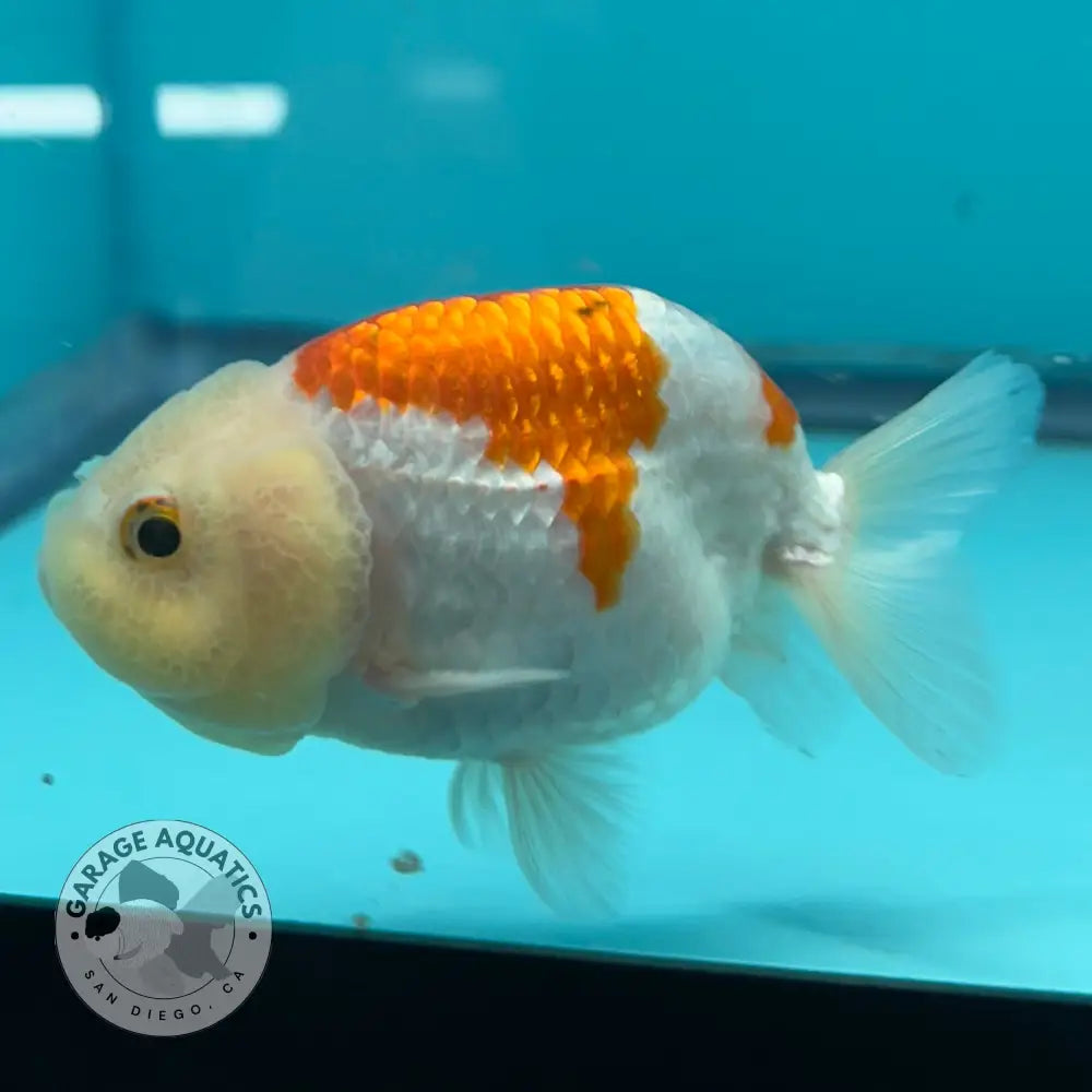 Live Premium Fancy Goldfish Thai Lionchu Red & White 3’’ Male Body (DON-017) - GOLDFISH