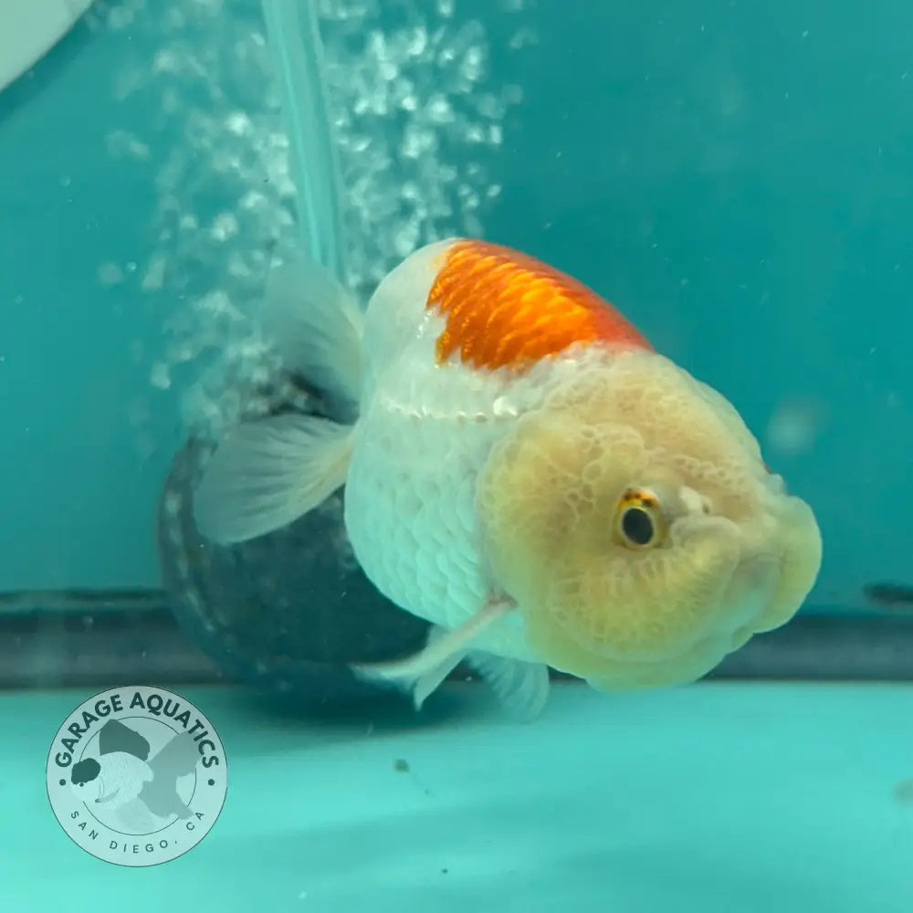 Live Premium Fancy Goldfish Thai Lionchu Red & White 3’’ Male Body (DON-017) - GOLDFISH