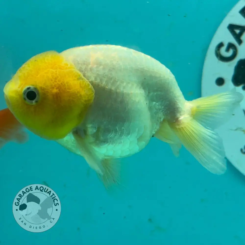 Live Premium Fancy Goldfish Thai Lionchu White Lemon Head 3’’ Female Body (DON-009) - Lemon Head White - GOLDFISH