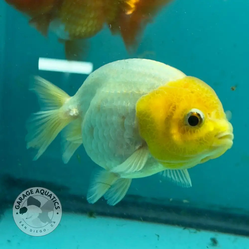 Live Premium Fancy Goldfish Thai Lionchu White Lemon Head 3’’ Female Body (DON-009) - Lemon Head White - GOLDFISH