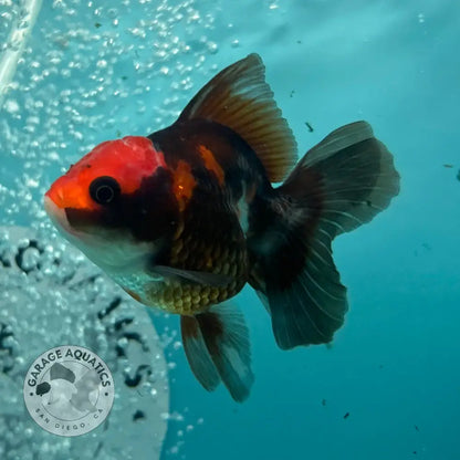 Live Premium Fancy Goldfish Thai Oranda Apache 3’’ Male Body (SAK-008) - GOLDFISH