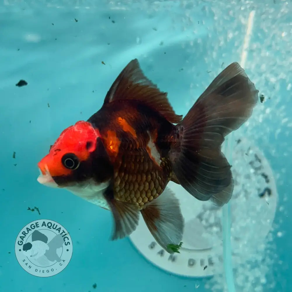 Live Premium Fancy Goldfish Thai Oranda Apache 3’’ Male Body (SAK-008) - GOLDFISH