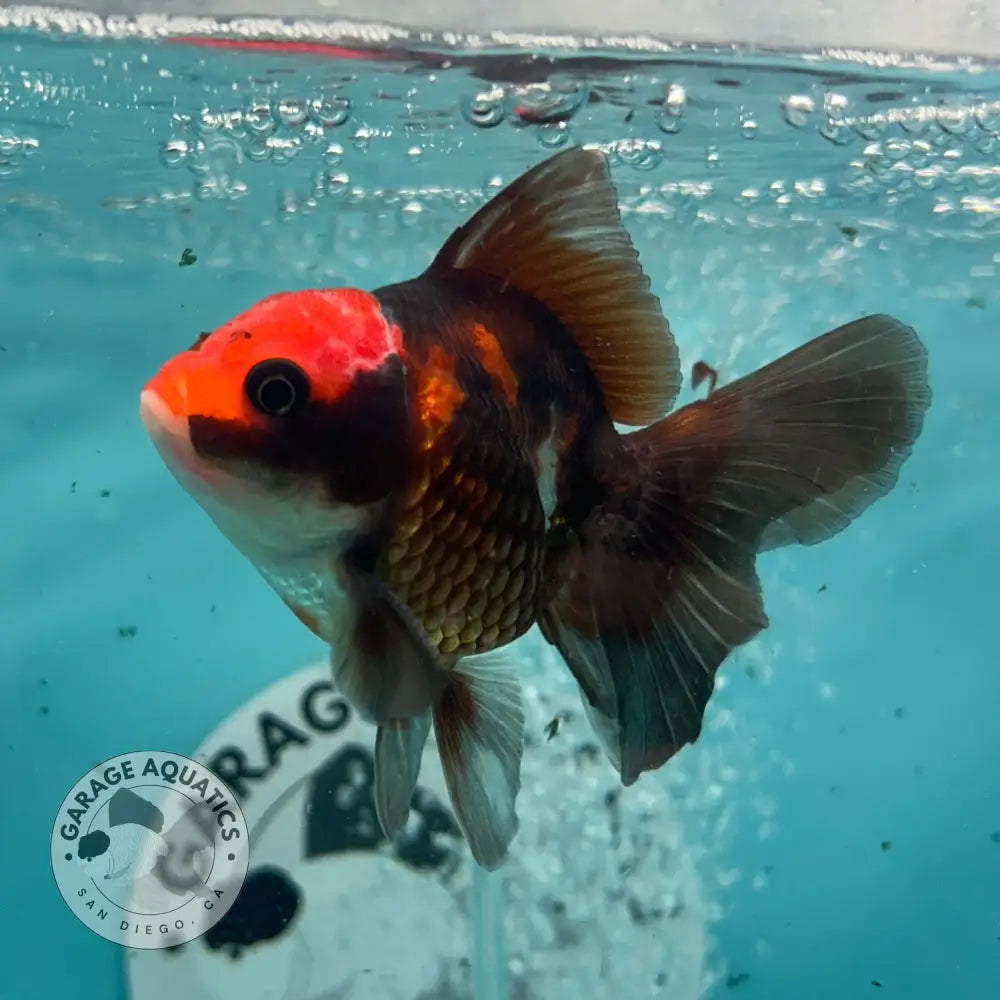 Live Premium Fancy Goldfish Thai Oranda Apache 3’’ Male Body (SAK-008) - GOLDFISH