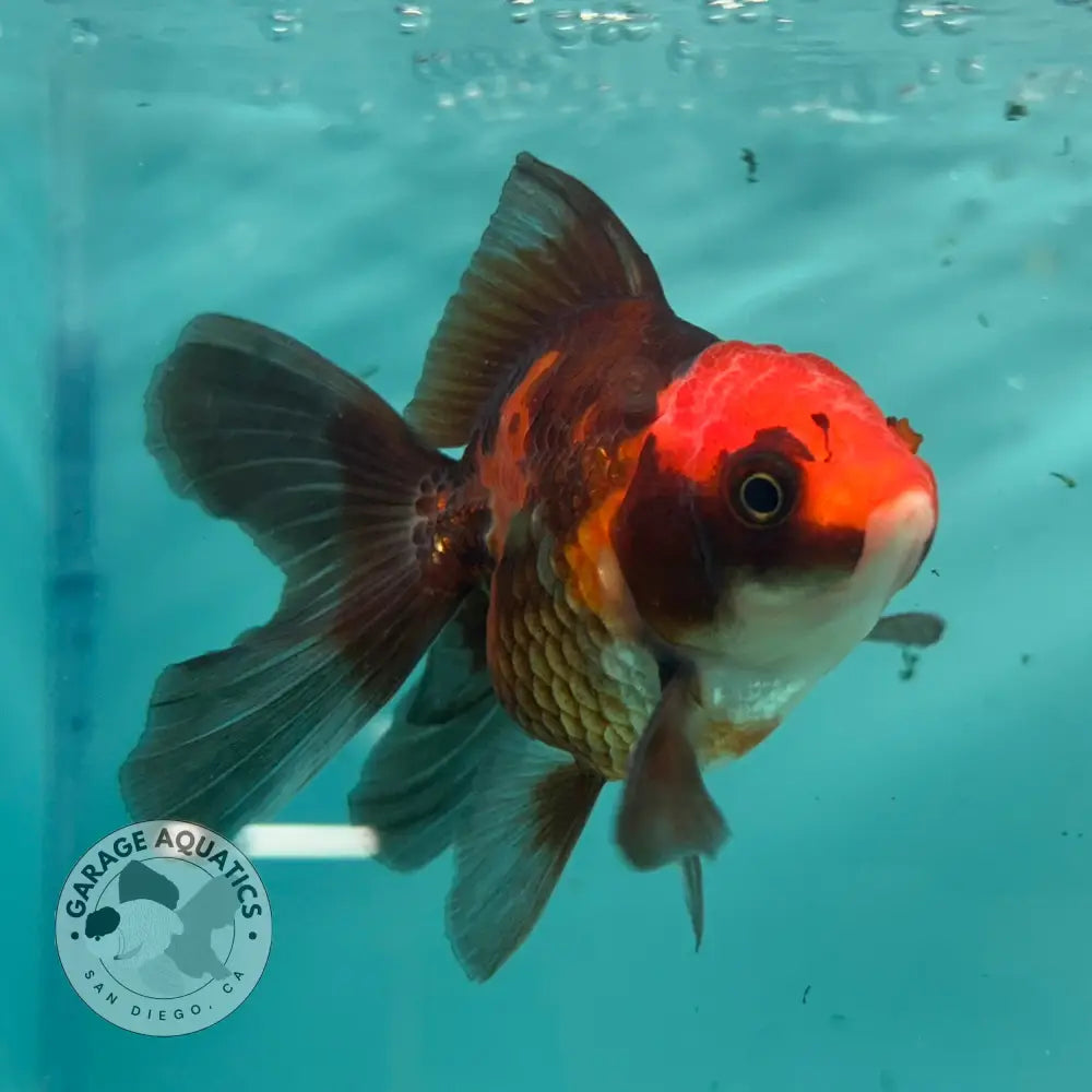 Live Premium Fancy Goldfish Thai Oranda Apache 3’’ Male Body (SAK-008) - GOLDFISH