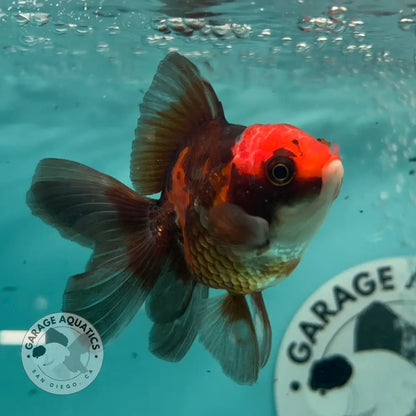 Live Premium Fancy Goldfish Thai Oranda Apache 3’’ Male Body (SAK-008) - GOLDFISH