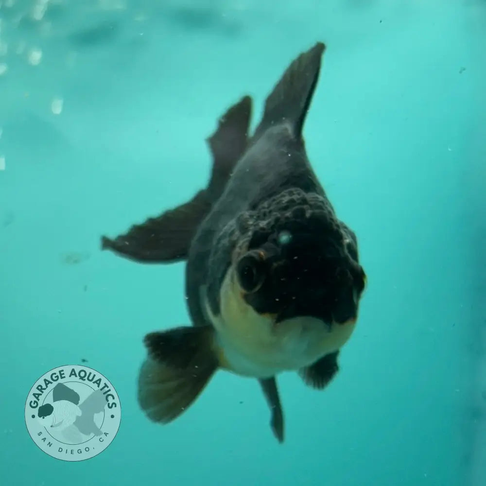 Live Premium Fancy Goldfish Thai Oranda Panda 2.5’’ Male Body (SAK-009) - GOLDFISH