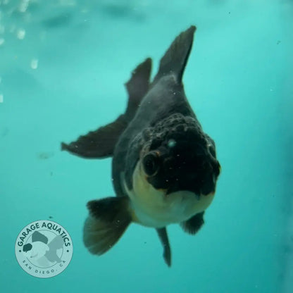 Live Premium Fancy Goldfish Thai Oranda Panda 2.5’’ Male Body (SAK-009) - GOLDFISH