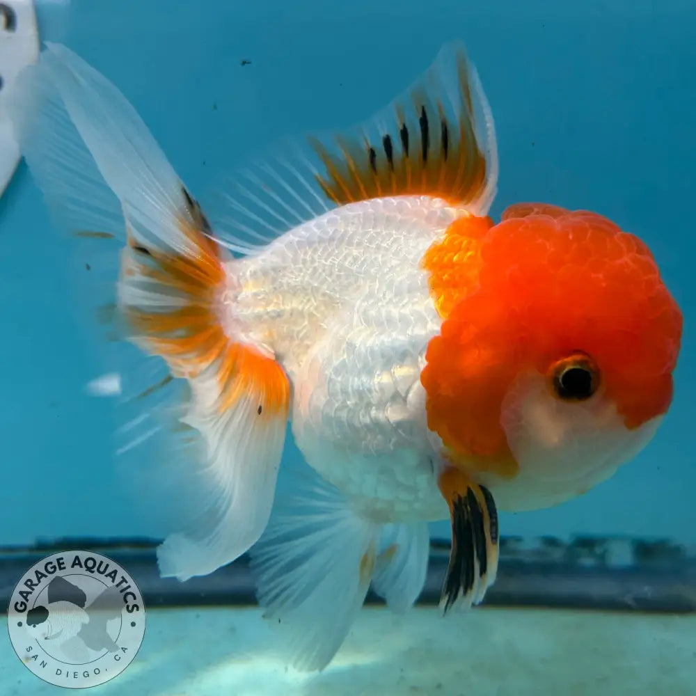 Live Premium Fancy Goldfish Thai Oranda Red & White 3.5” body Male 7 Months (JC-113) R1C03 3.5’’ Body / Red & White