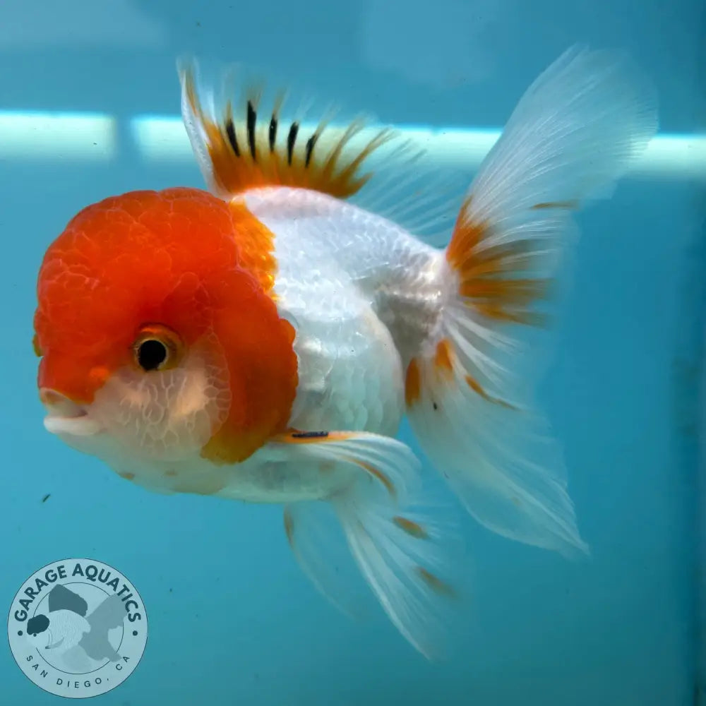Live Premium Fancy Goldfish Thai Oranda Red & White 3.5” body Male 7 Months (JC-113) R1C03 3.5’’ Body / Red & White