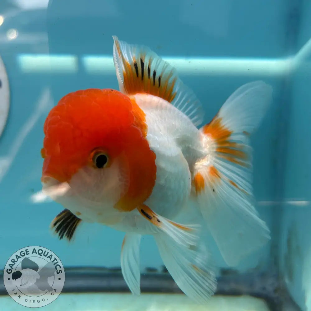 Live Premium Fancy Goldfish Thai Oranda Red & White 3.5” body Male 7 Months (JC-113) R1C03 3.5’’ Body / Red & White