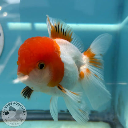 Live Premium Fancy Goldfish Thai Oranda Red & White 3.5” body Male 7 Months (JC-113) R1C03 3.5’’ Body / Red & White