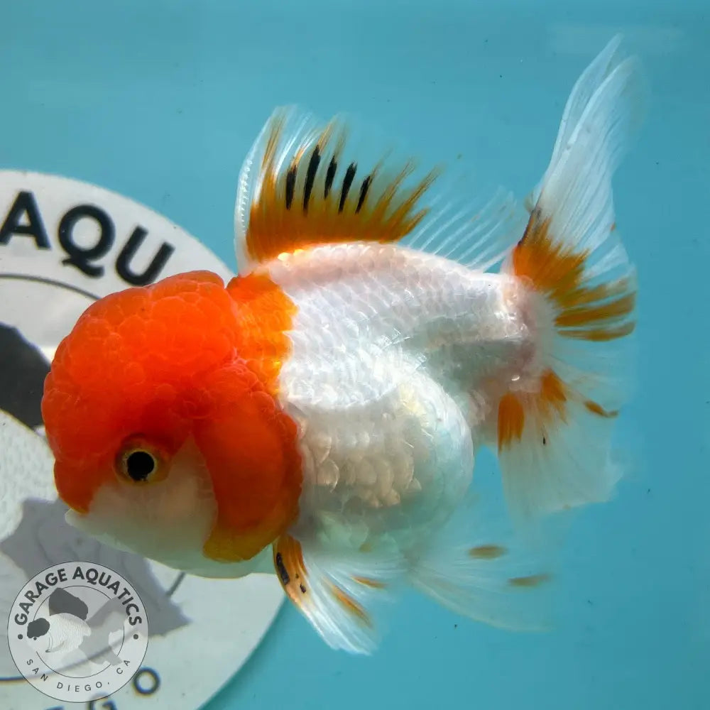 Live Premium Fancy Goldfish Thai Oranda Red & White 3.5” body Male 7 Months (JC-113) R1C03 3.5’’ Body / Red & White