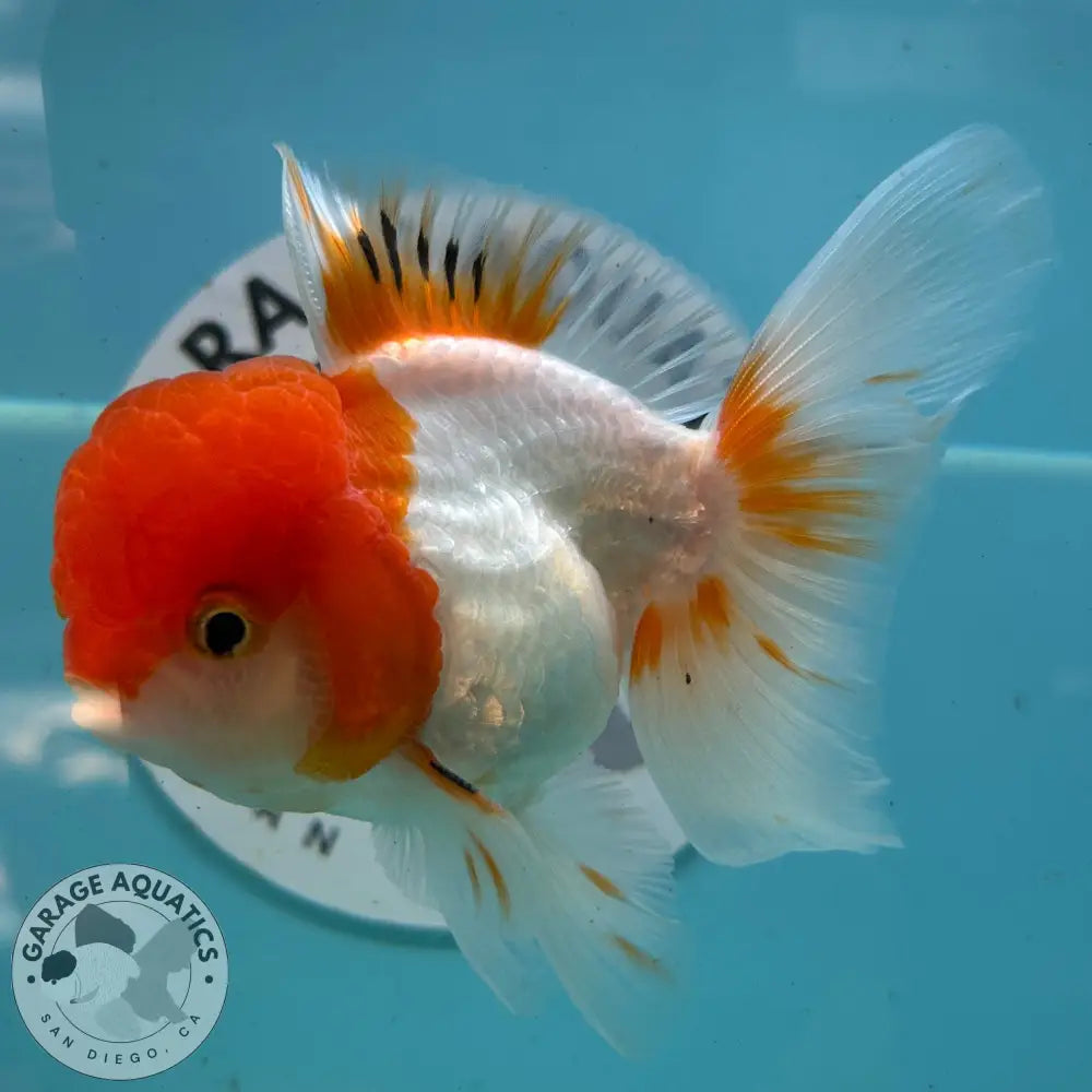 Live Premium Fancy Goldfish Thai Oranda Red & White 3.5” body Male 7 Months (JC-113) R1C03 3.5’’ Body / Red & White