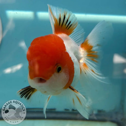Live Premium Fancy Goldfish Thai Oranda Red & White 3.5” body Male 7 Months (JC-113) R1C03 3.5’’ Body / Red & White