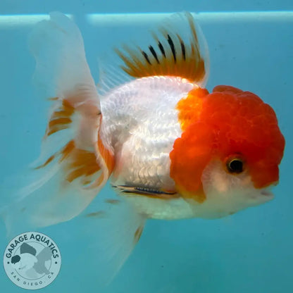 Live Premium Fancy Goldfish Thai Oranda Red & White 3.5” body Male 7 Months (JC-113) R1C03 3.5’’ Body / Red & White