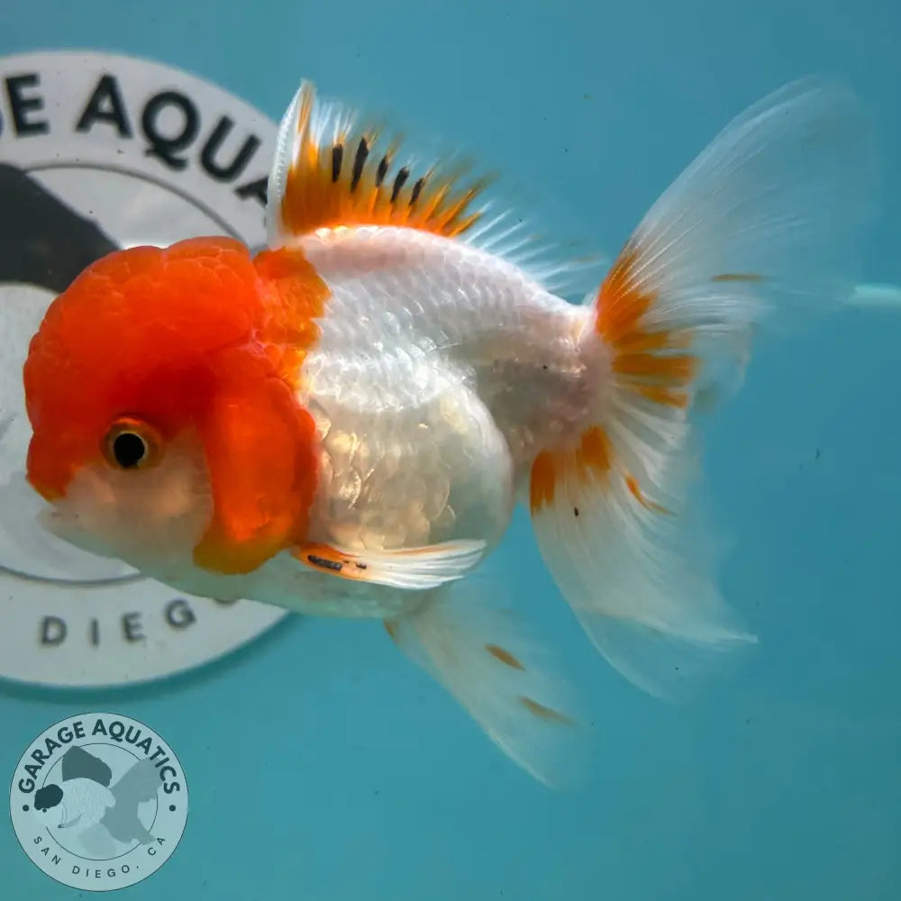 Live Premium Fancy Goldfish Thai Oranda Red & White 3.5” body Male 7 Months (JC-113) R1C03 3.5’’ Body / Red & White