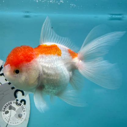 Live Premium Fancy Goldfish Thai Oranda Red & White 3” body Female 5 Months (JC-114) R1C03 3’’ Body / Red & White