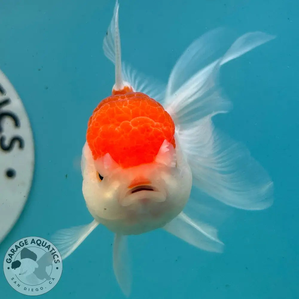 Live Premium Fancy Goldfish Thai Oranda Red & White 3” body Female 5 Months (JC-114) R1C03 3’’ Body / Red & White