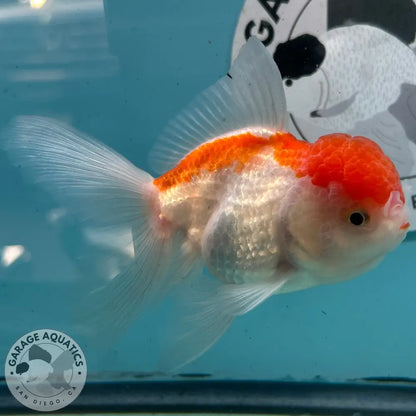 Live Premium Fancy Goldfish Thai Oranda Red & White 3” body Female 5 Months (JC-114) R1C03 3’’ Body / Red & White
