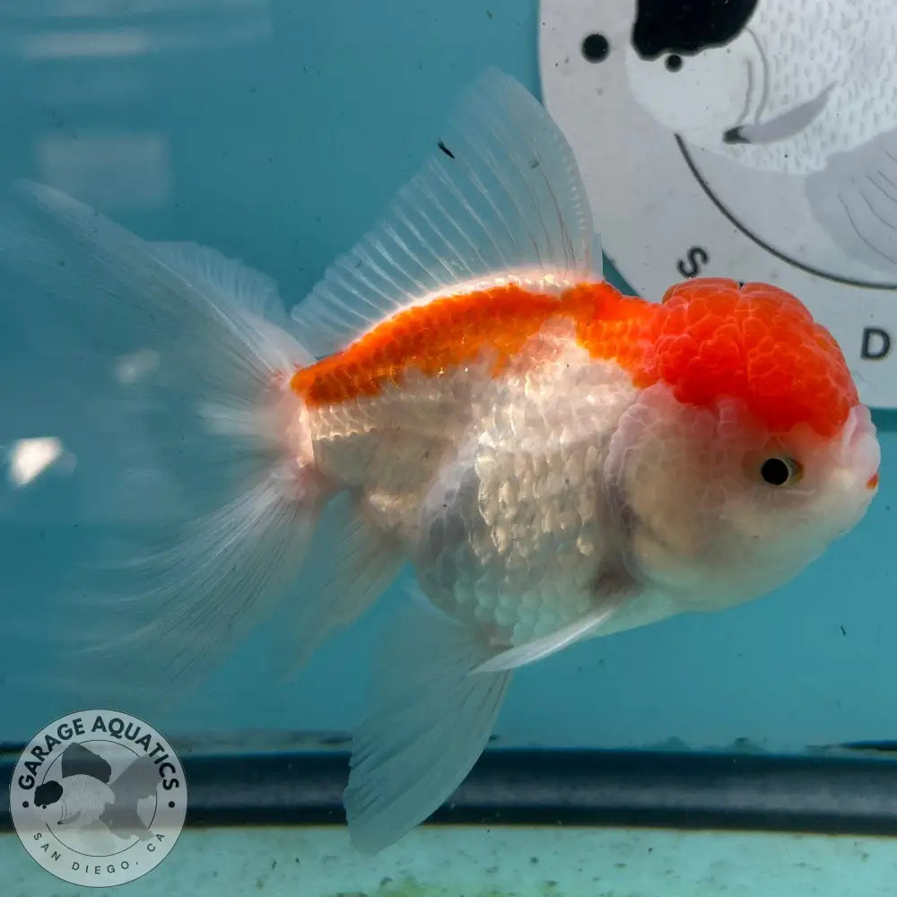 Live Premium Fancy Goldfish Thai Oranda Red & White 3” body Female 5 Months (JC-114) R1C03 3’’ Body / Red & White