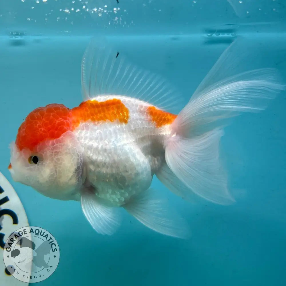 Live Premium Fancy Goldfish Thai Oranda Red & White 3” body Female 5 Months (JC-114) R1C03 3’’ Body / Red & White