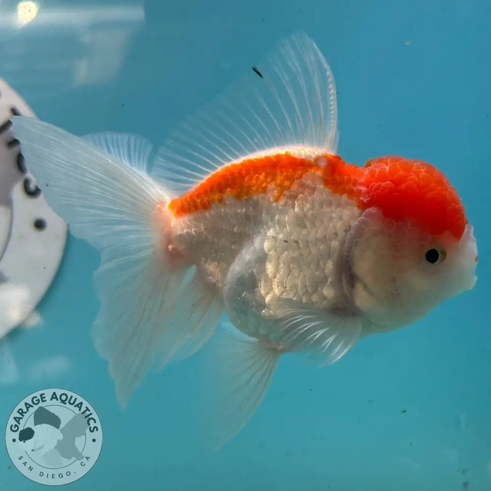 Live Premium Fancy Goldfish Thai Oranda Red & White 3” body Female 5 Months (JC-114) R1C03 3’’ Body / Red & White