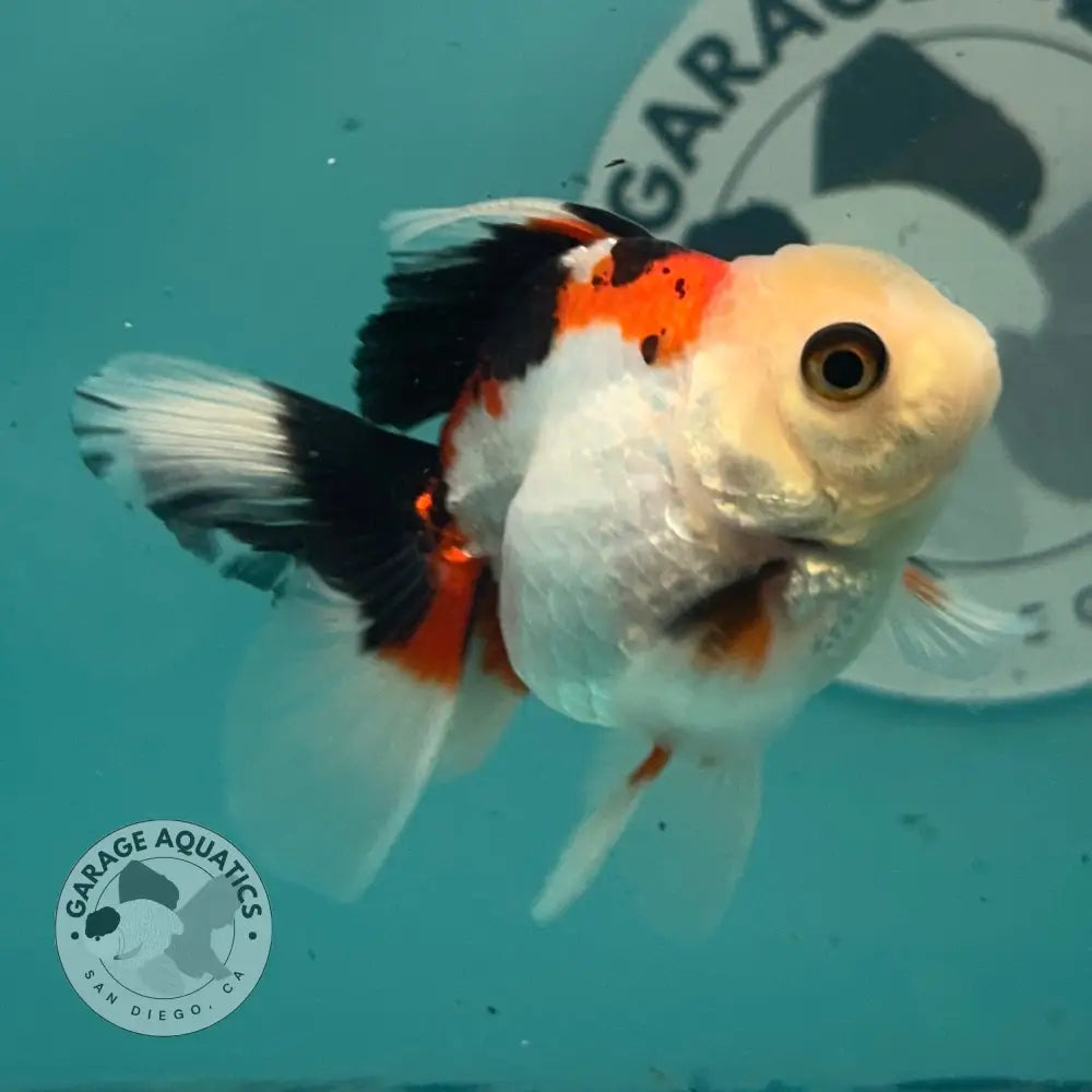 Live Premium Fancy Goldfish Thai Oranda Tri-Color 2.5’’ Male Body (SAK-005) - GOLDFISH
