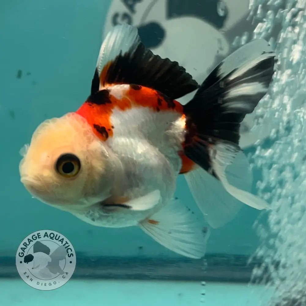 Live Premium Fancy Goldfish Thai Oranda Tri-Color 2.5’’ Male Body (SAK-005) - GOLDFISH