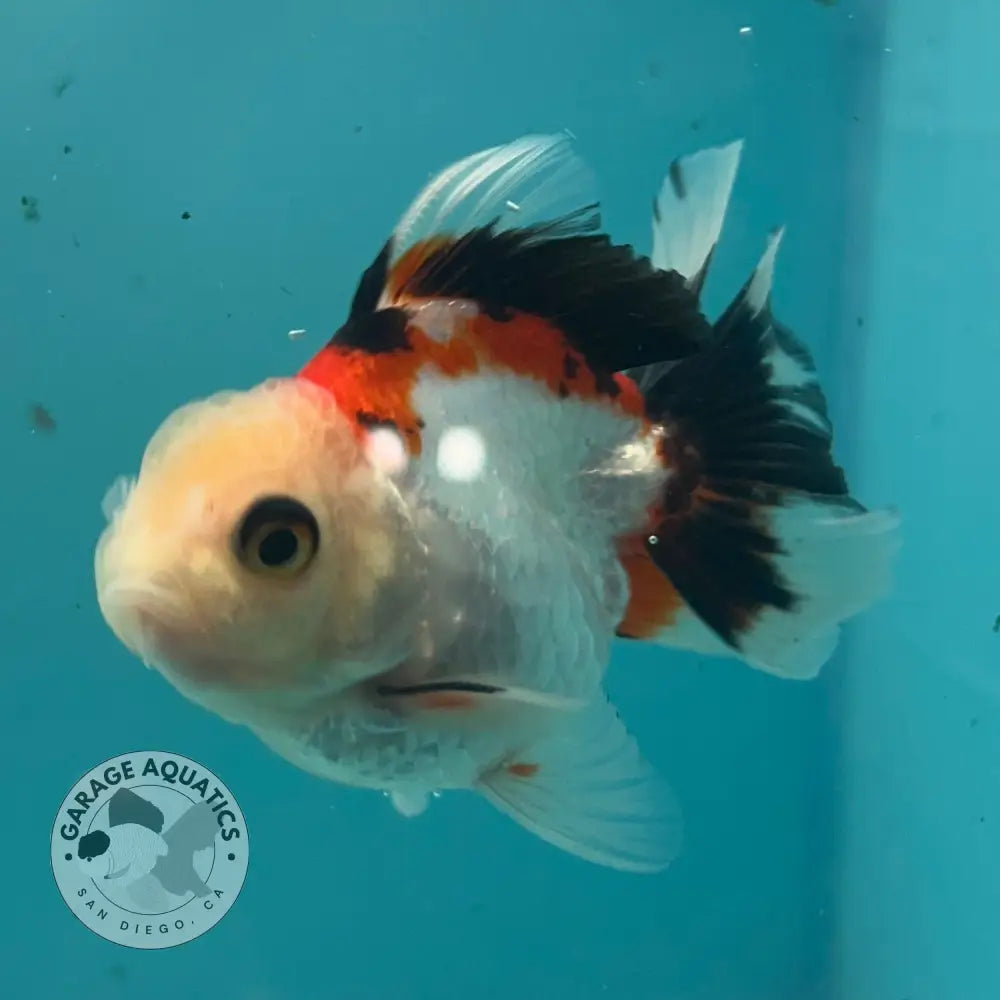 Live Premium Fancy Goldfish Thai Oranda Tri-Color 2.5’’ Male Body (SAK-005) - GOLDFISH