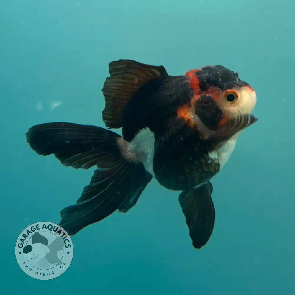 Live Premium Fancy Goldfish Thai Oranda Tri-Color 2.5’’ Male Body (SAK-006) - GOLDFISH