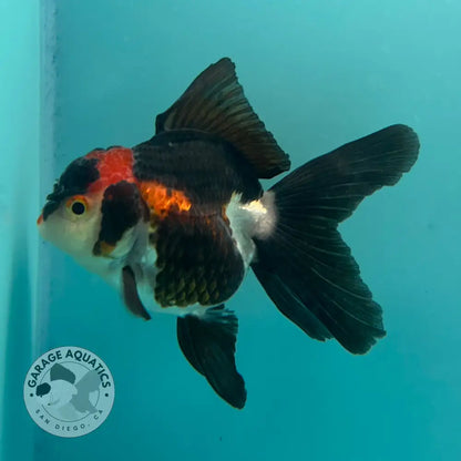 Live Premium Fancy Goldfish Thai Oranda Tri-Color 2.5’’ Male Body (SAK-006) - GOLDFISH