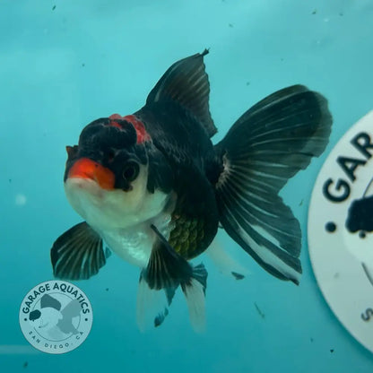 Live Premium Fancy Goldfish Thai Oranda Tri-Color 2.5’’ Male Body (SAK-007) - GOLDFISH