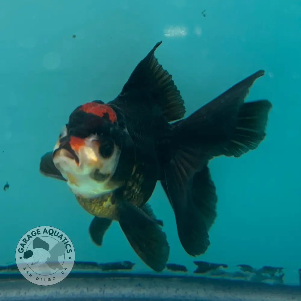 Live Premium Fancy Goldfish Thai Oranda Tri-Color 2.5’’ Male Body (SAK-007) - GOLDFISH