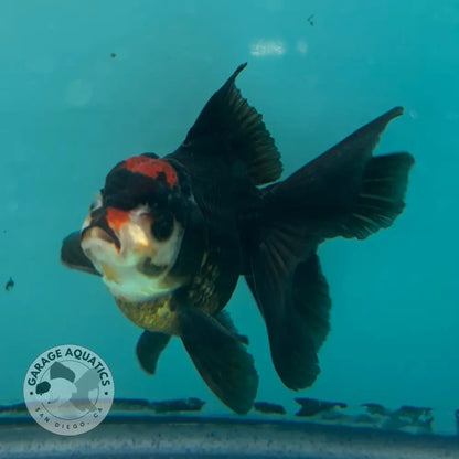 Live Premium Fancy Goldfish Thai Oranda Tri-Color 2.5’’ Male Body (SAK-007) - GOLDFISH