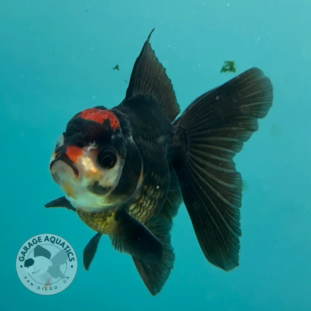 Live Premium Fancy Goldfish Thai Oranda Tri-Color 2.5’’ Male Body (SAK-007) - GOLDFISH