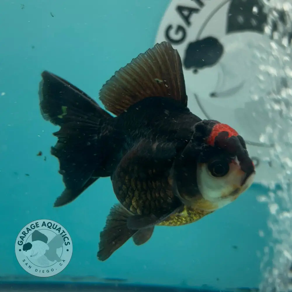 Live Premium Fancy Goldfish Thai Oranda Tri-Color 2.5’’ Male Body (SAK-007) - GOLDFISH