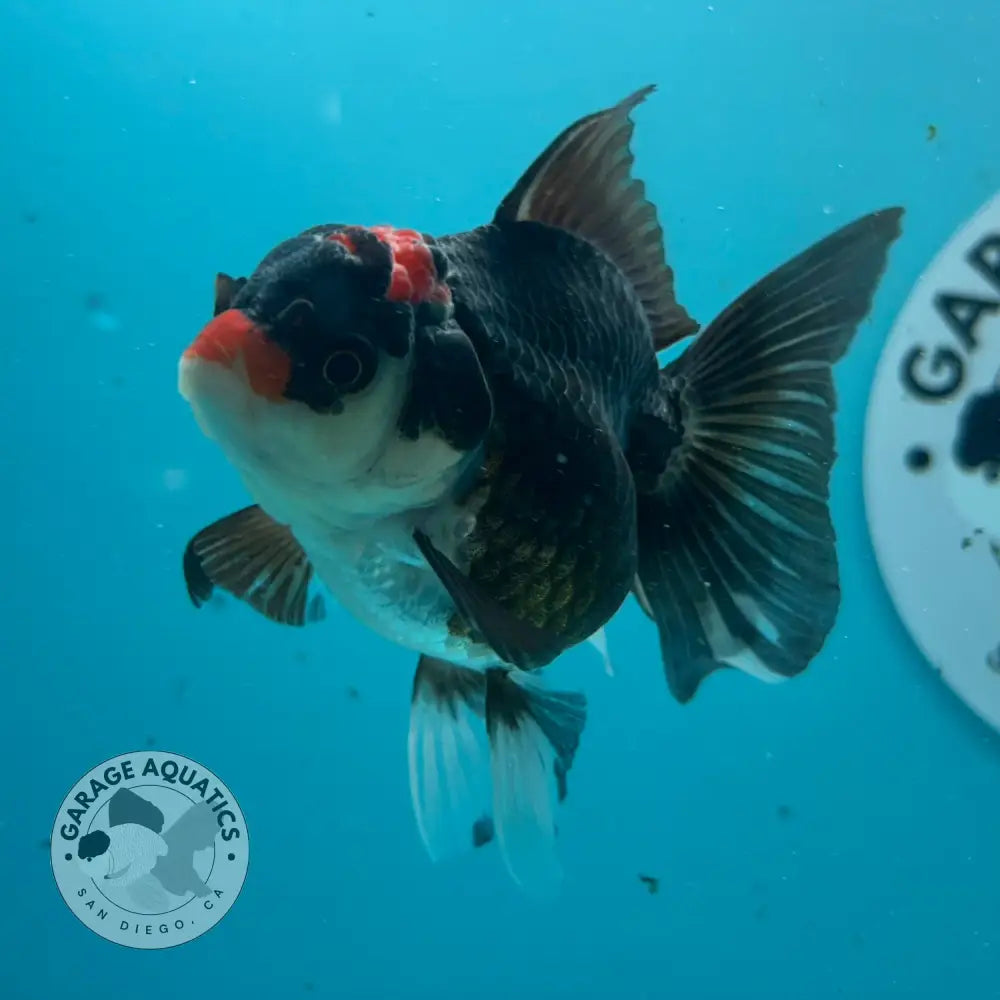 Live Premium Fancy Goldfish Thai Oranda Tri-Color 2.5’’ Male Body (SAK-007) - GOLDFISH