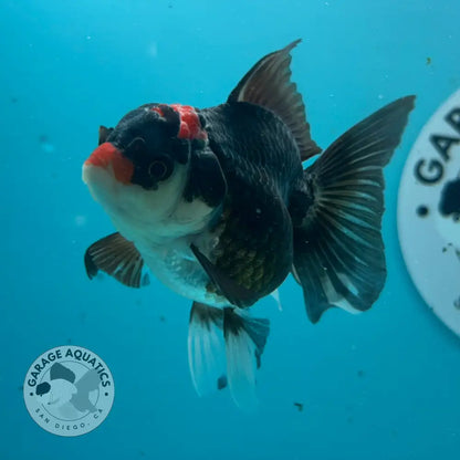 Live Premium Fancy Goldfish Thai Oranda Tri-Color 2.5’’ Male Body (SAK-007) - GOLDFISH