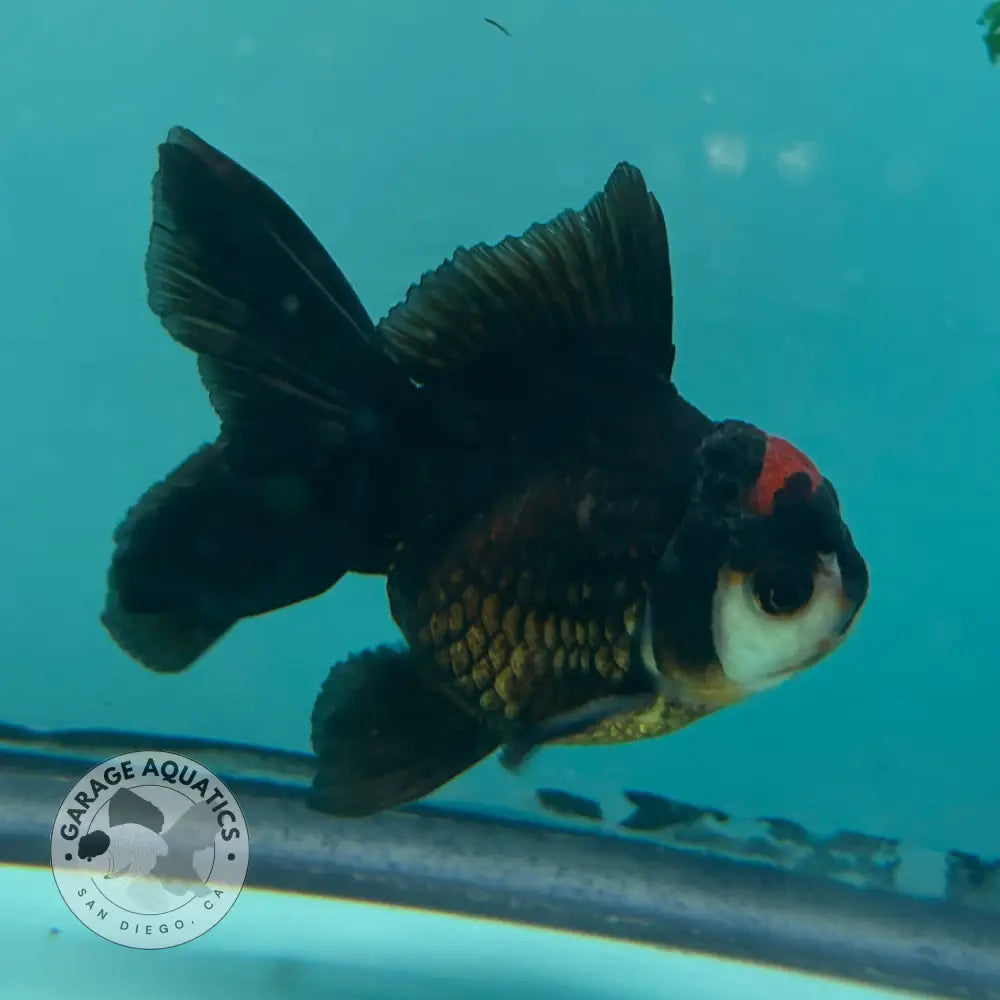 Live Premium Fancy Goldfish Thai Oranda Tri-Color 2.5’’ Male Body (SAK-007) - GOLDFISH