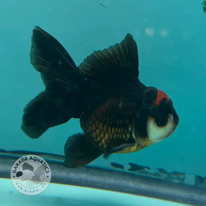 Live Premium Fancy Goldfish Thai Oranda Tri-Color 2.5’’ Male Body (SAK-007) - GOLDFISH