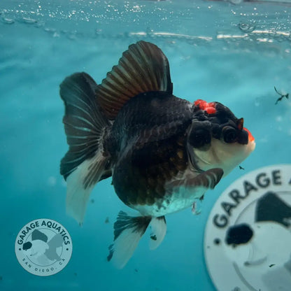 Live Premium Fancy Goldfish Thai Oranda Tri-Color 2.5’’ Male Body (SAK-007) - GOLDFISH