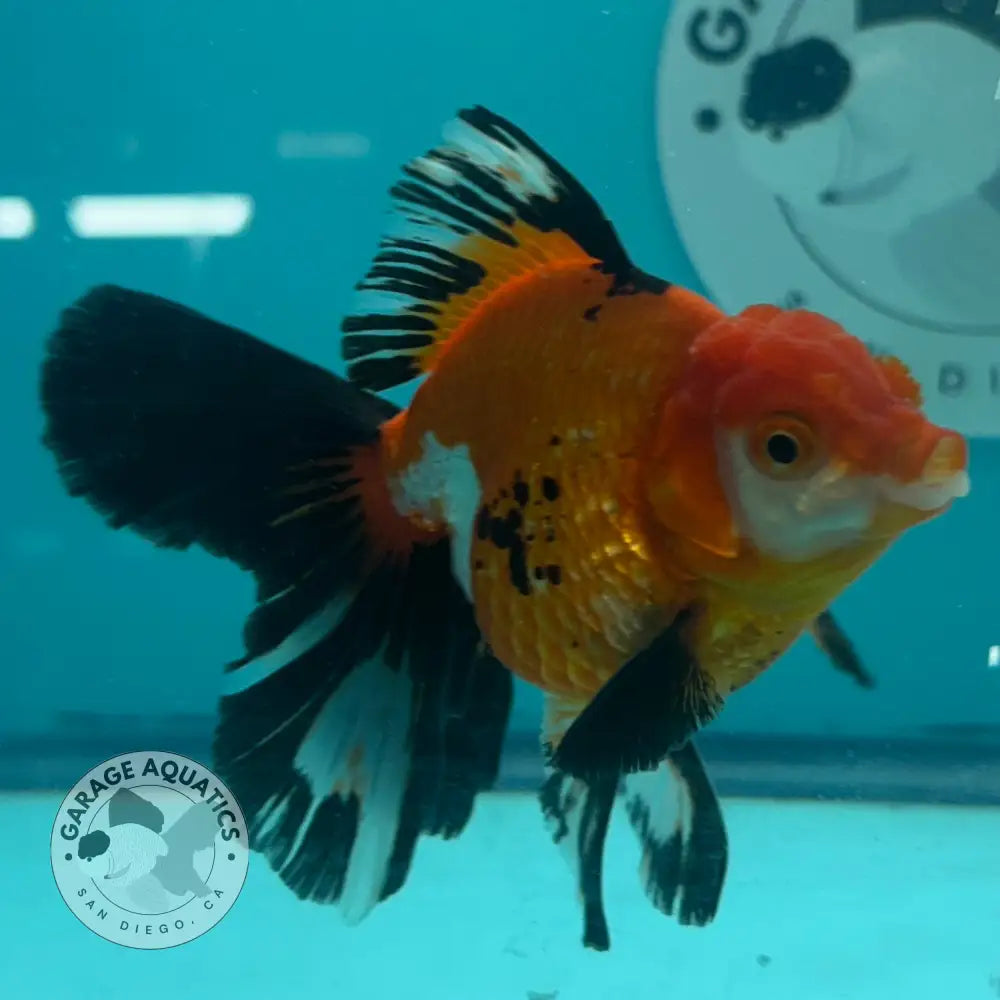 Live Premium Fancy Goldfish Thai Oranda Tri-Color 3’’ Male Body (SAK-001) - GOLDFISH