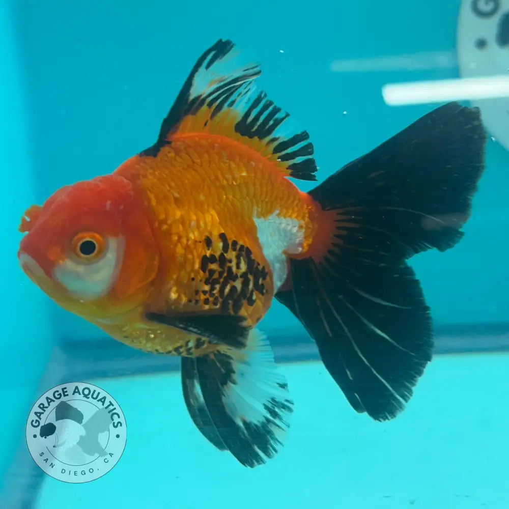Live Premium Fancy Goldfish Thai Oranda Tri-Color 3’’ Male Body (SAK-001) - GOLDFISH