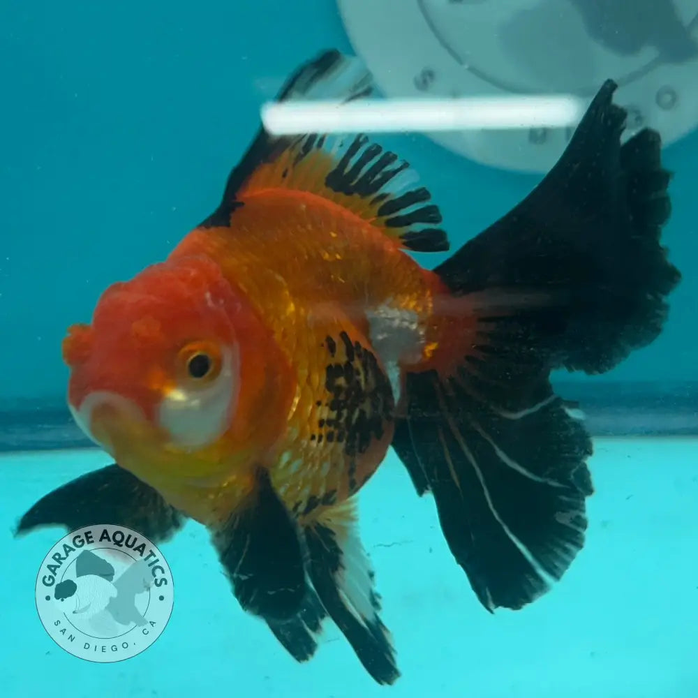 Live Premium Fancy Goldfish Thai Oranda Tri-Color 3’’ Male Body (SAK-001) - GOLDFISH