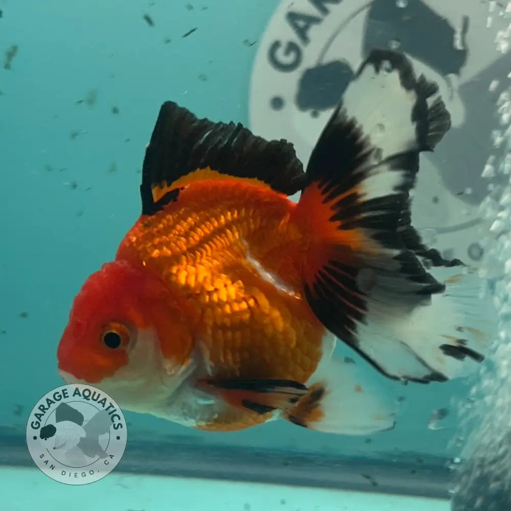 A live orange and white goldfish with black-tipped fins swimming in a clear aquarium tank.
