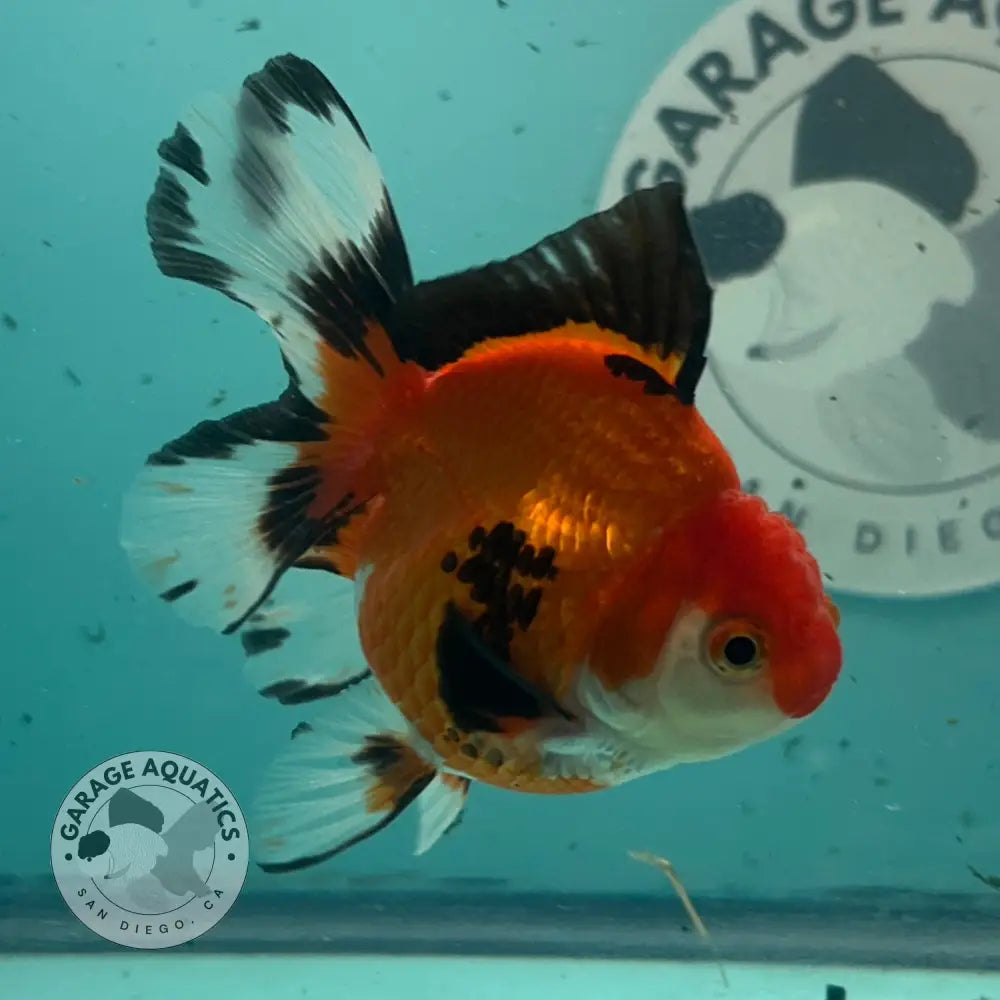 Live Premium Fancy Goldfish Thai Oranda Tri-Color 3’’ Male Body (SAK-003) - GOLDFISH