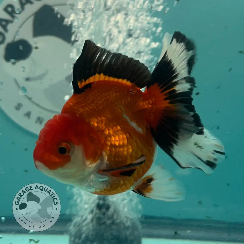 Live Premium Fancy Goldfish Thai Oranda Tri-Color 3’’ Male Body (SAK-003) - GOLDFISH