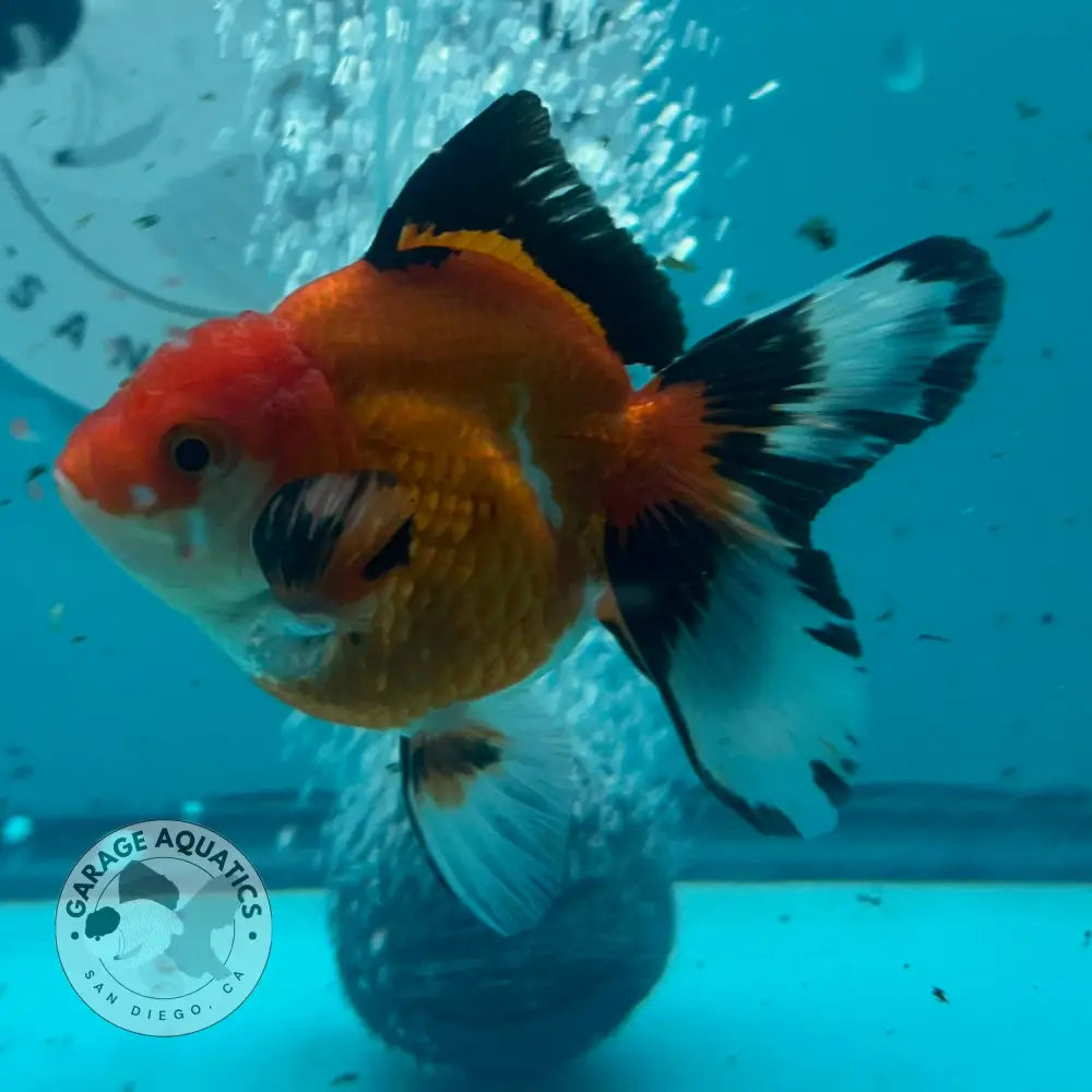 Live Premium Fancy Goldfish Thai Oranda Tri-Color 3’’ Male Body (SAK-003) - GOLDFISH