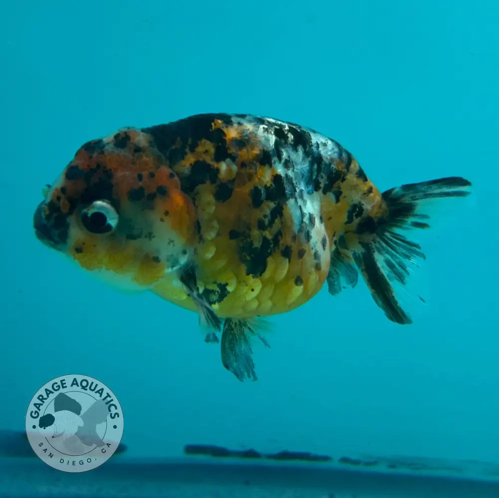 Live Premium Fancy Goldfish Thai Ranchu Calico 2.5’’ Male Body (DON-003) - Calico - GOLDFISH